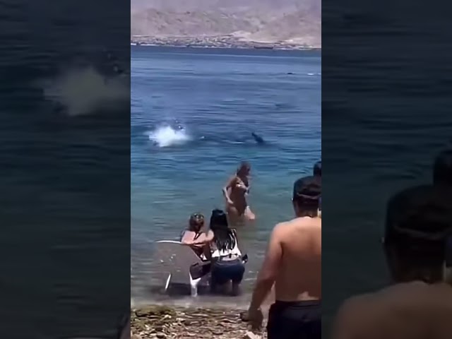 Lifeguards Sound Alarm as Shark Strikes Near Shore!