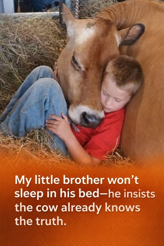 He Refuses to Sleep at Night — The Cow Is the Reason